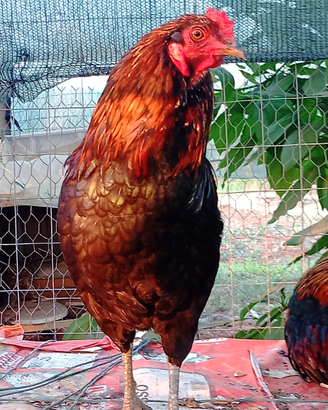 Araucana