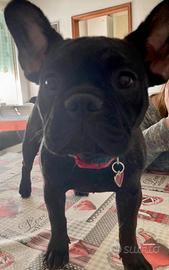 Bulldog francese