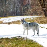 Cane lupo cecoslovacco
