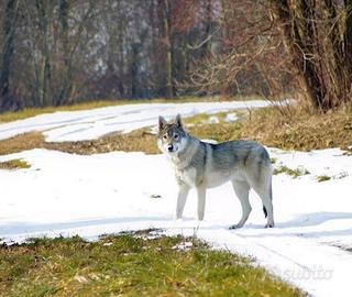 Cane lupo cecoslovacco