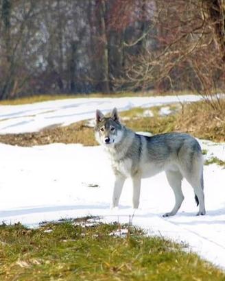 Cane lupo cecoslovacco