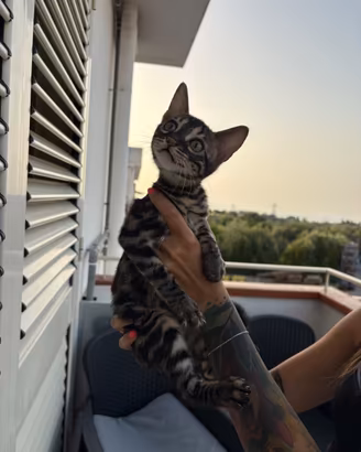 Gattini bengala