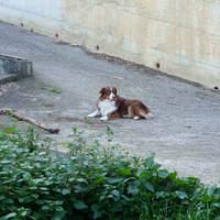 Pastore Australiano per monta