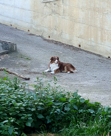 Pastore Australiano per monta