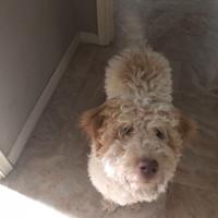 Lagotto per accoppiamento