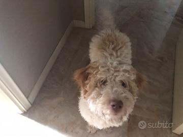 Lagotto per accoppiamento