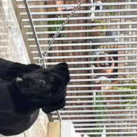 Stallone per monta Cane Corso