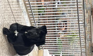 Stallone per monta Cane Corso