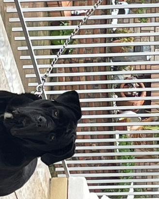 Stallone per monta Cane Corso