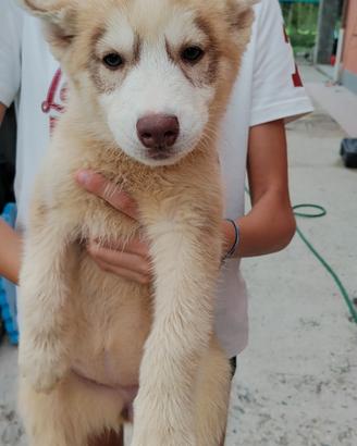Cucciola di Siberian Husky