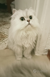 Cucciolo British longhair