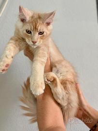 Maine Coon
