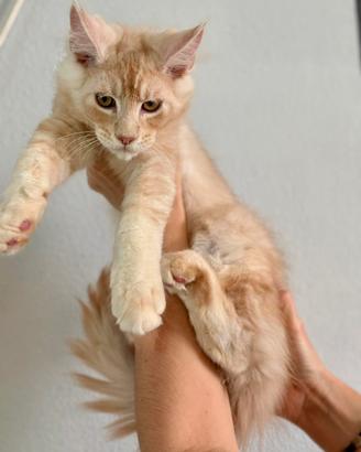 Maine Coon