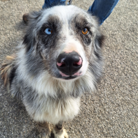 Border collie maschio blue merle