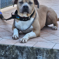 Pitbull ukc