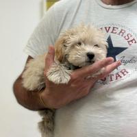 Maltipoo Albicocca chiaro Barboncino Maltese