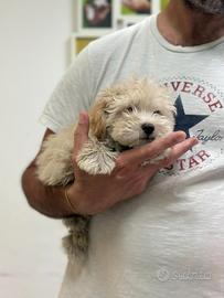 Maltipoo Albicocca chiaro Barboncino Maltese