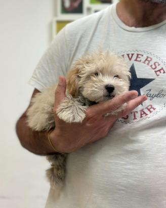 Maltipoo Albicocca chiaro Barboncino Maltese