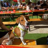 Maschio jack russell disponibile per monta