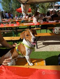 Maschio jack russell disponibile per monta