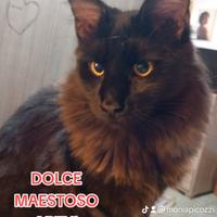 Gatto Maine Coon per monta