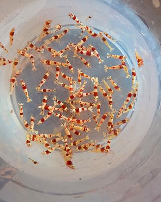 Prl crystal red caridina