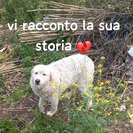 Ora rinchiusa in canile perla e' una maremmana