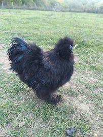 gallo moroseta nero