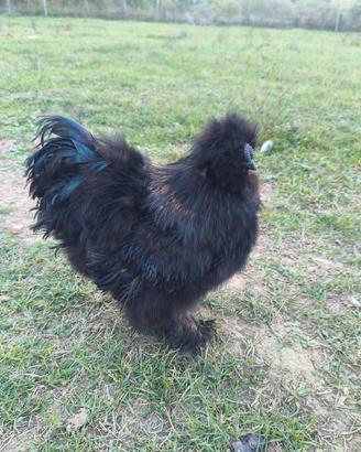 gallo moroseta nero