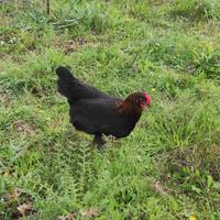Gallinelle Ornamentali