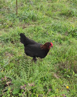 Gallinelle Ornamentali e materiale fecondo
