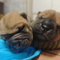 Sharpei con pedigree