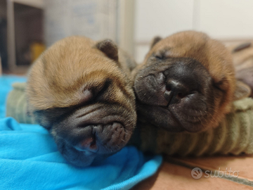 Sharpei con pedigree