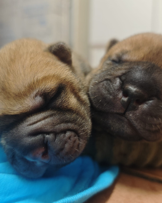 Sharpei con pedigree