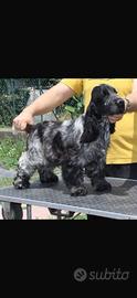 Re.ga.lo Cocker spaniel totalmente vaccinato