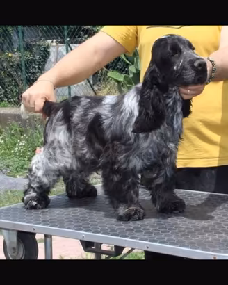 Cocker spaniel totalmente vaccinato