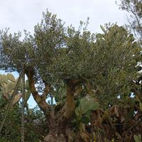 Alberi di Ulivo