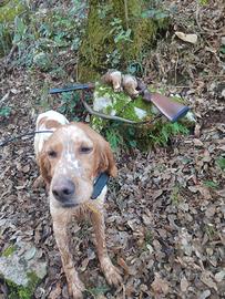 Femmina setter inglese