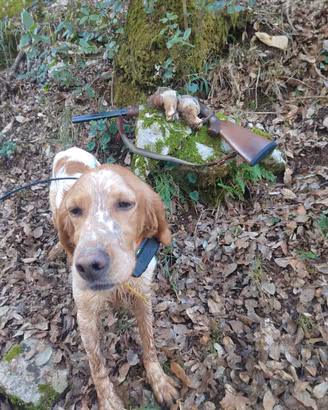 Femmina setter inglese