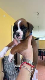 Boxer fulvo con pedigree maschietto
