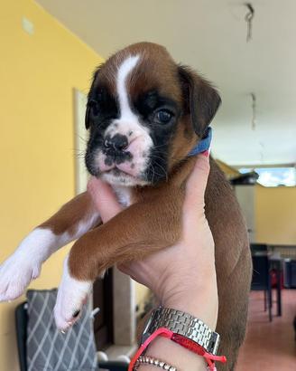 Boxer fulvo con pedigree maschietto