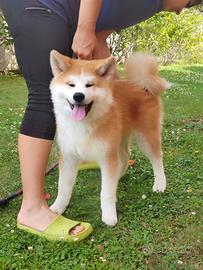 Akita Inu Maschio