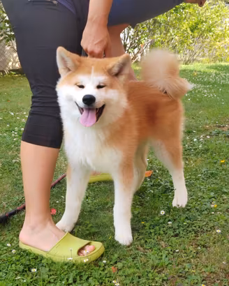 Akita Inu Maschio