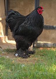 Galline
