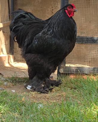 Galline