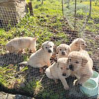 Labrador Retriever originali miele