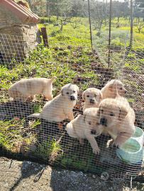 Labrador Retriever originali miele