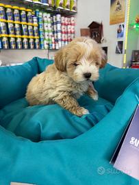 Maltipoo bicolor