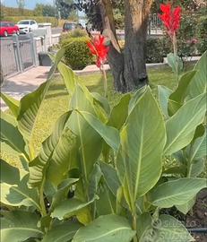 15 bulbi canna indica gigante