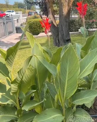 15 bulbi canna indica gigante
